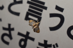 Nymphicula saigusai
