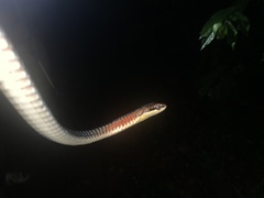 Dendrelaphis kopsteini