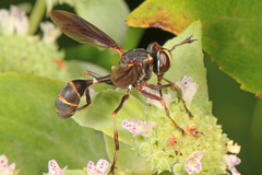 Physocephala sagittaria
