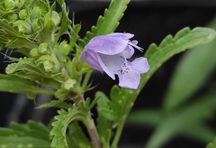 Dracocephalum moldavica