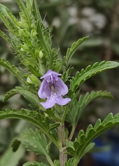 Dracocephalum moldavica