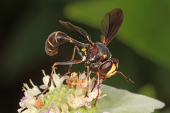 Physocephala sagittaria