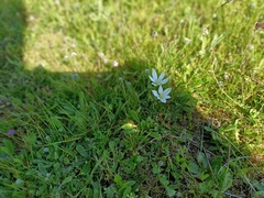 Ornithogalum baeticum