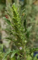 Dracocephalum moldavica