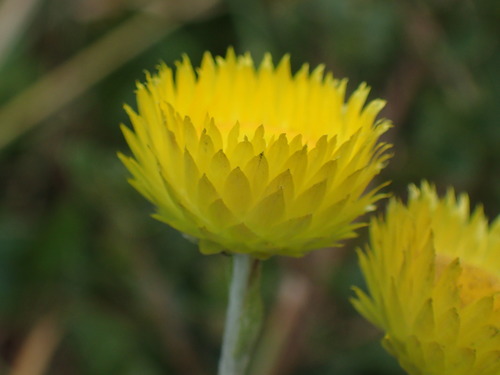 Image of Helichrysum cooperi by (c) Mahomed Desai, some rights reserved (CC BY)