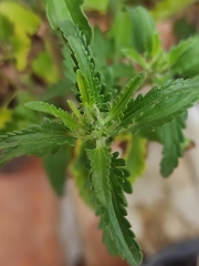 Dracocephalum moldavica