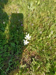 Ornithogalum baeticum