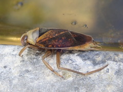 Notonecta maculata