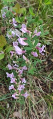 Chamaecytisus purpureus