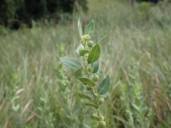 Clutia hirsuta