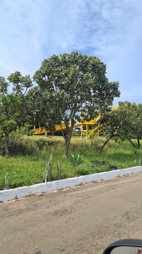Foto de Peroba