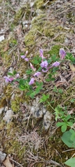 Chamaecytisus purpureus