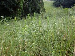 Clutia hirsuta