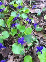 Viola odorata