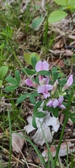 Chamaecytisus purpureus