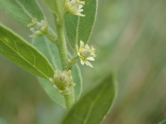 Clutia hirsuta