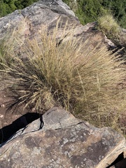 Aristida junciformis
