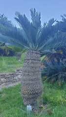 Encephalartos princeps