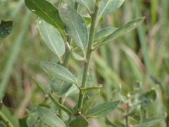 Clutia hirsuta
