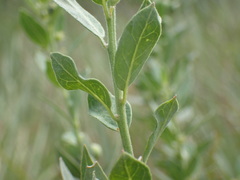 Clutia hirsuta