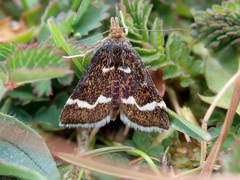 Pyrausta nigrata