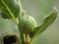 Clutia hirsuta