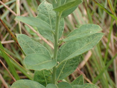 Clutia hirsuta
