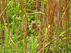 Phoenicurus phoenicurus