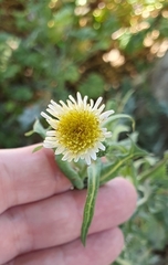 Sonchus oleraceus