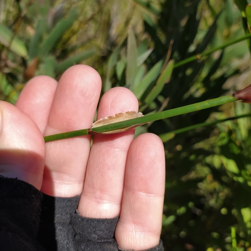 Image of Elegia juncea by (c) Kim Gordon, some rights reserved (CC BY)