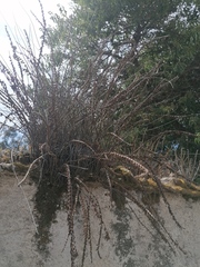 Astrolepis integerrima