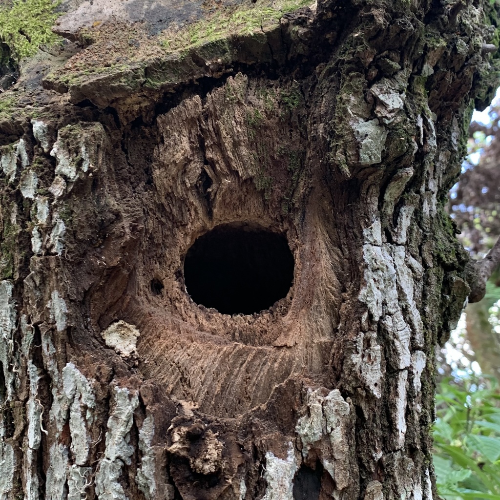 Woodpeckers from NW 74th Pl, Coconut Creek, FL, US on May 2, 2021 at 10 ...