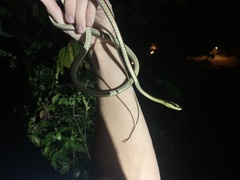 Dendrelaphis kopsteini