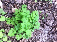Chelidonium majus