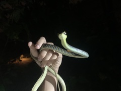 Dendrelaphis kopsteini