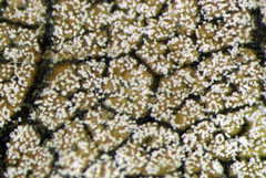 Pseudomicrostroma juglandis