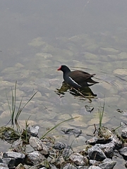 Gallinula chloropus