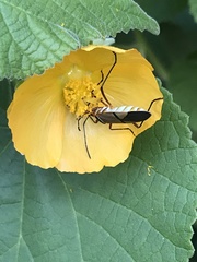 Dysdercus nigrofasciatus