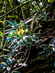 Acridocarpus natalitius