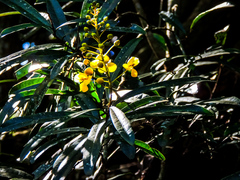 Acridocarpus natalitius