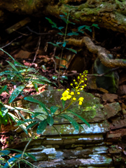Acridocarpus natalitius