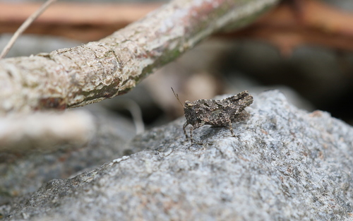 Long-horned Groundhopper