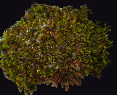 Dicranum flagellare