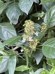 Phaulopsis imbricata