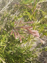 Cliffortia strobilifera