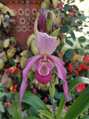 Phragmipedium
