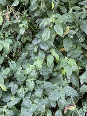 Phaulopsis imbricata