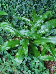 Veltheimia
