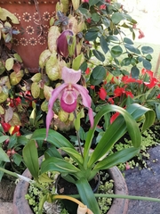 Phragmipedium