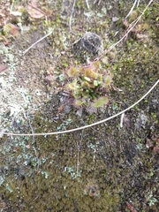 Drosera rotundifolia